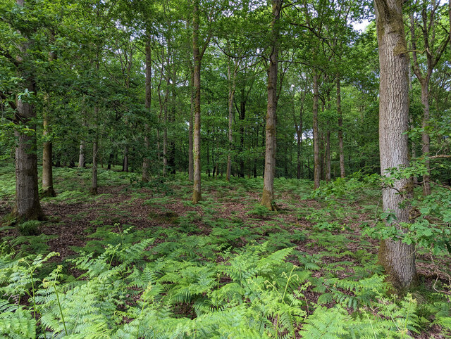 Green woodland with a fern understory in the Forest of Dean